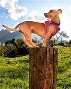 Chihuahua up high on pole